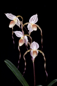 Paphiopedilum Bobby Orr SVO Pearl AM/AOS 82 pts. Inflorescence